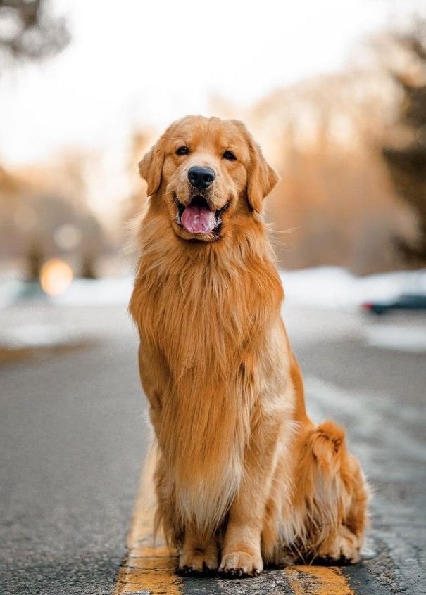 Tucker, a golden retriever, sitting on a snowy road at golden hour with his tongue out